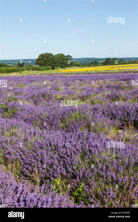 Lavender fields hi-res stock photography and images - Alamy