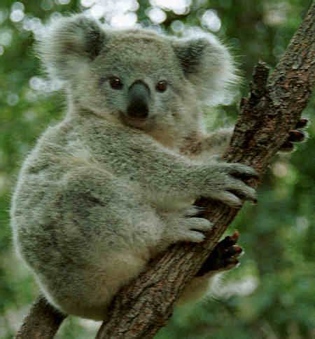 The Koala: Habitat, Diet, Information | SchoolWorkHelper