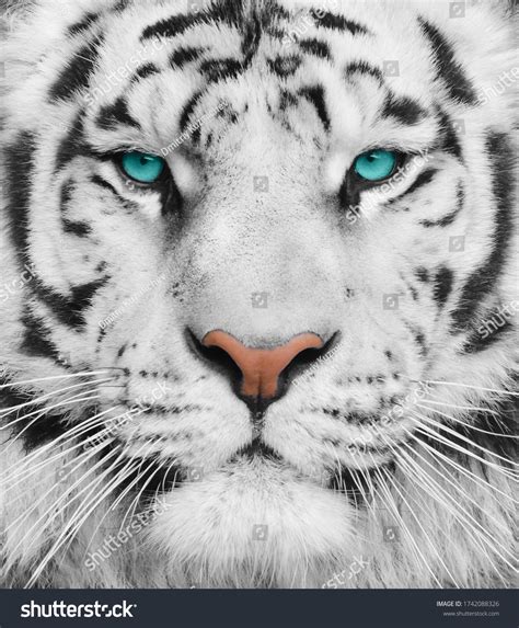 Albino Tiger Beautiful Turquoise Eyes Portrait Stock Photo 1742088326 | Shutterstock