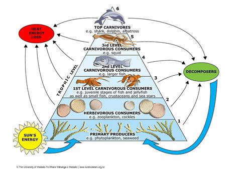 Food webs — Science Learning Hub