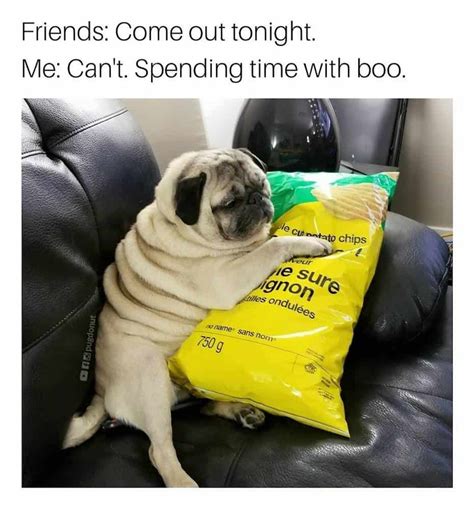 The Best Pug Memes on the Internet