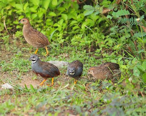 Burung Puyuh Hutan - Homecare24