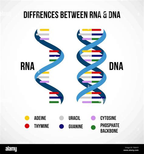 Education Chart Biology Rna Structure Diagram Stock Vector