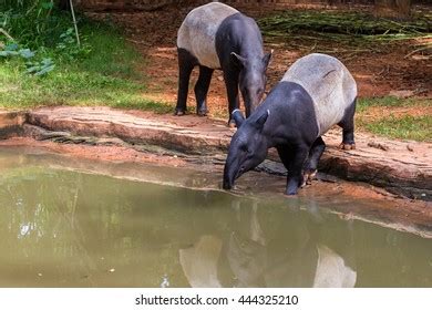 Swimming Tapir Royalty-Free Images, Stock Photos & Pictures | Shutterstock