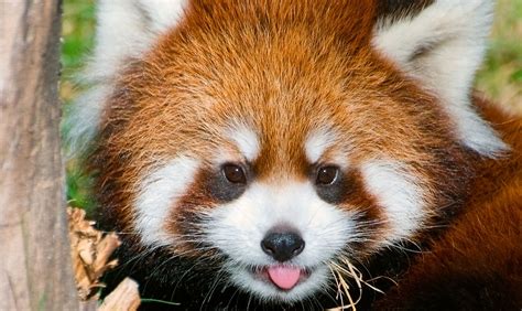 Red Panda Facts: Animals of Asia - WorldAtlas