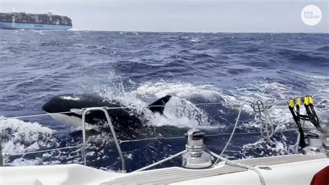 Orcas attacking boats, sinking vessels near Spain is learned behavior