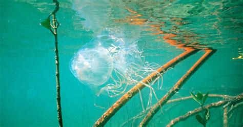 Box Jellyfish Sting: Emergency First Aid, Side Effects, and Symptoms