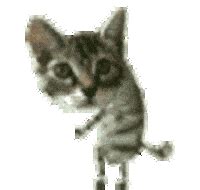 Animated Gif Dancing Cat