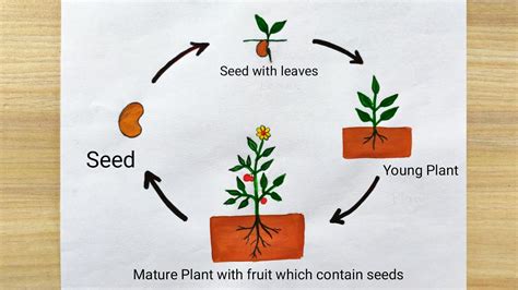 Plant Life Cycle Poster Drawing How To Draw Plant Life Cycle How To ...