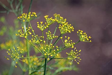 Fennel Varieties Sweet Fennel Florence Fennel Finocchio And Foeniculum Vul Photo Background And ...