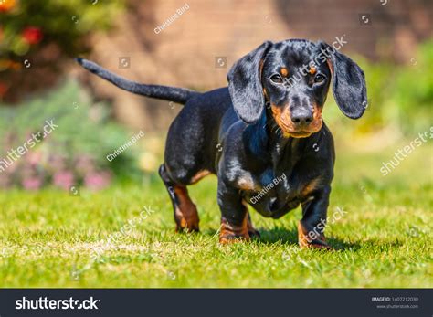 4,697 Brown Short Haired Dachshund Images, Stock Photos & Vectors ...