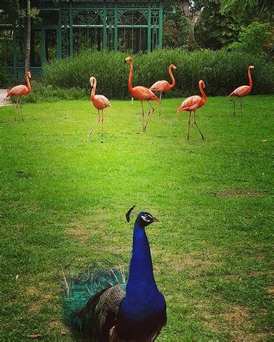 Yoga with the Flamingos Everglades Wonder Gardens | Naples Illustrated