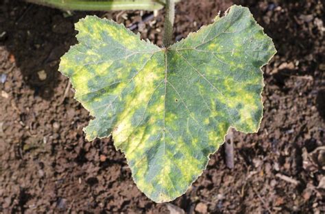 Pumpkin Disease Identification - How To Manage Problems With Growing Pumpkins | Gardening Know How