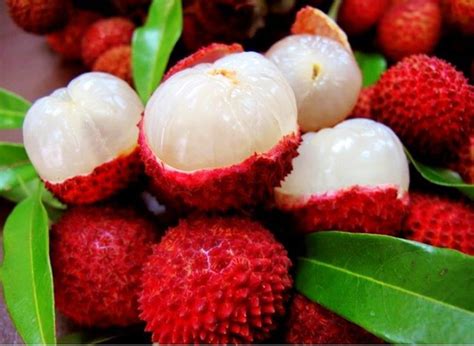 Lychee — A Natural Farm