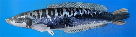 Giant Snakehead - Wii Fishing Resort Wiki