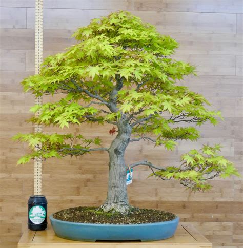 Japanese Maple Bonsai | Buy Japanese Maple | Greenwood Bonsai Studio