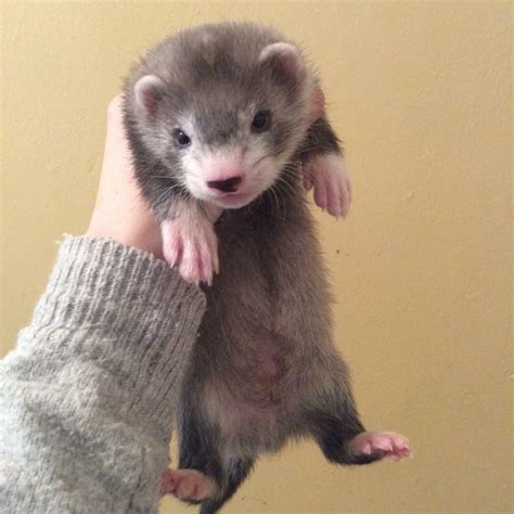 Eu Polecat Hybrid Otis : ferrets