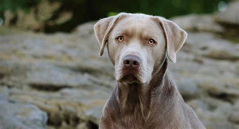 Silver Lab: Facts, Temperament, and Care Guide – petventuresbook