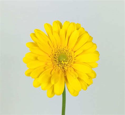 GERBERA DAISY- YELLOW - Wholesale Bulk Flowers - Cascade Floral