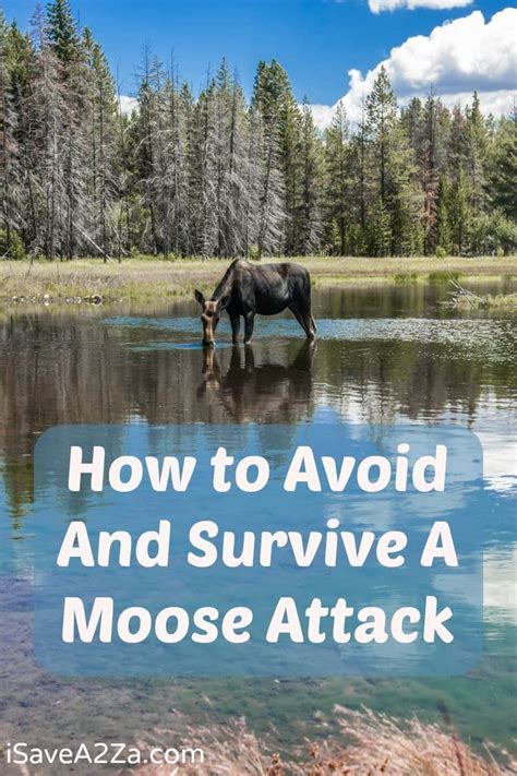 How to Avoid And Survive A Moose Attack - iSaveA2Z.com