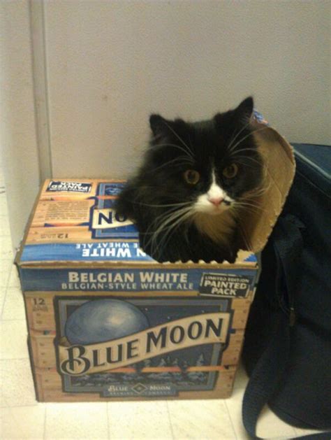 60 Smart Cats Who Prove Cardboard Boxes Are Better Than Any Silly Bed