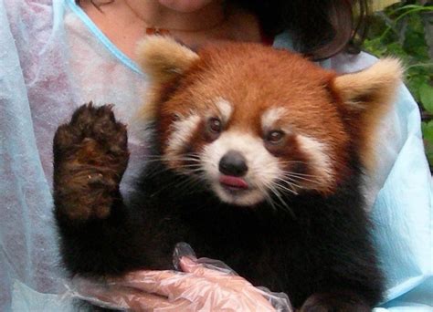 File:Red Panda Face.jpg - Wikimedia Commons