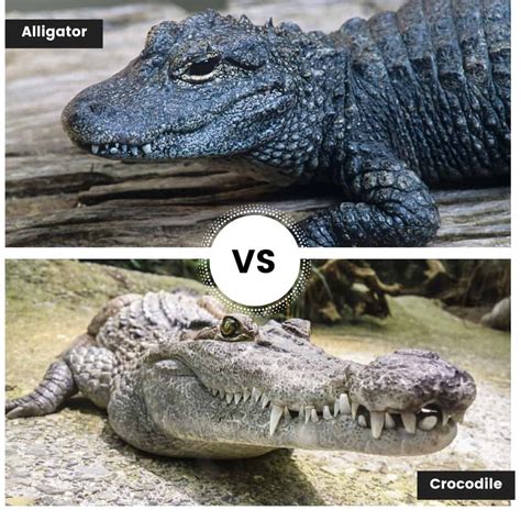 Alligator vs Crocodile - Find out the many differences and similarities