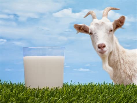 5 Manfaat Susus Kambing Bagi kesehatan - Informasi Fantastis