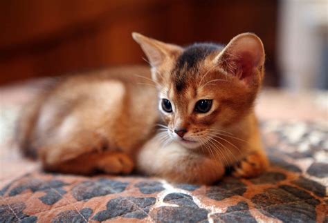 Abyssinian cat | DinoAnimals.com