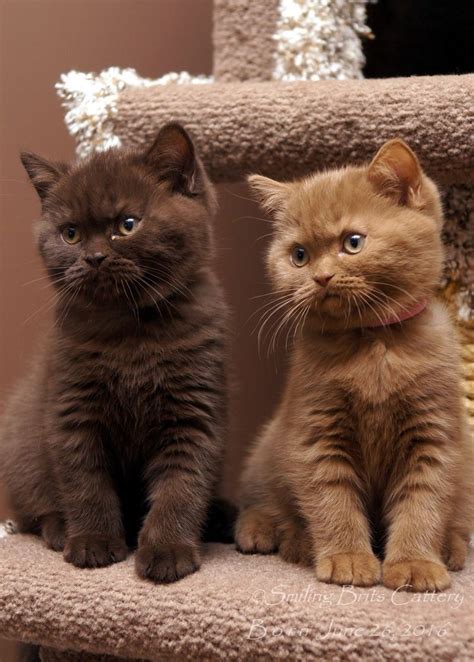 British Shorthair Kittens Louisiana - British Shorthair