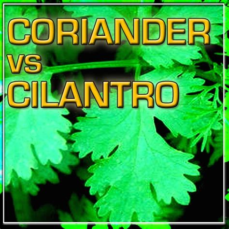 Are Coriander and Cilantro the Same Thing? - Delishably