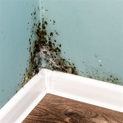 Mould Removal Services in Blacktown - Cleaning Services in Blacktown