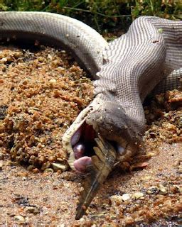 Amazing Animals: Anaconda Eating Crocodile In Australia