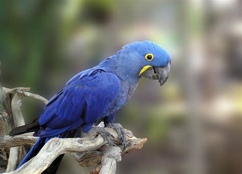 Baby Blue Macaw : Biological Science Picture Directory – Pulpbits.net