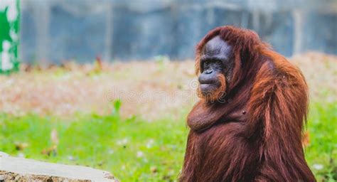 Orangutan in the Conservation Park Stock Photo - Image of utan, sumatra: 123091908