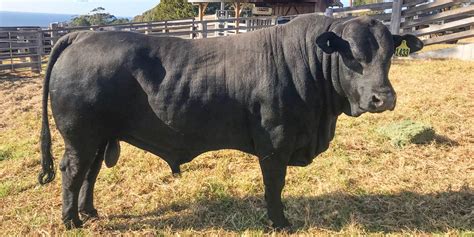 The Waddell Resident Brangus Bull - Sweetwater Pastoral