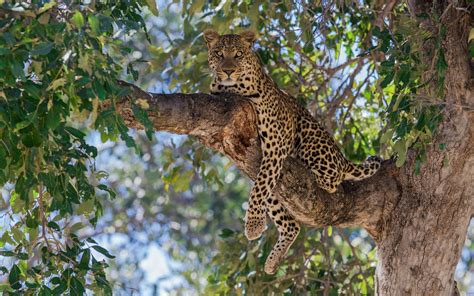 Leopard on a tree wallpaper - Animal wallpapers - #27244