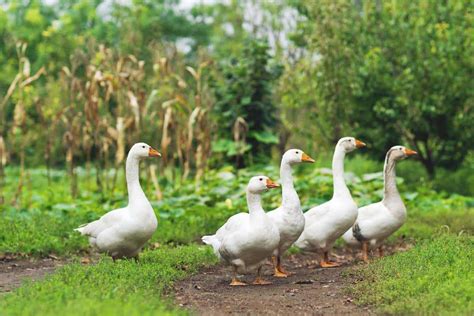 8 Goose Breeds to Consider For Your Homestead