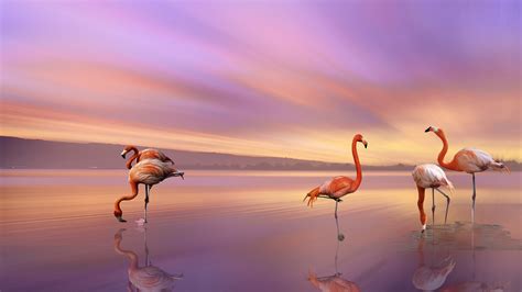 Flamingos Wallpaper Hd