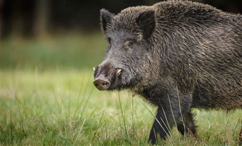 Eating Wild Boar Meat | D'Artagnan