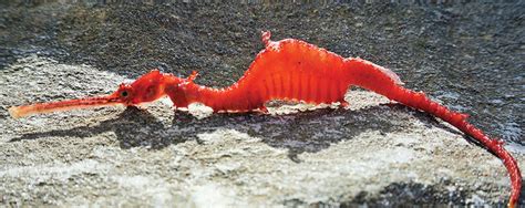 Monday Archives: Behold, The First Images Of A Live Ruby Seadragon!