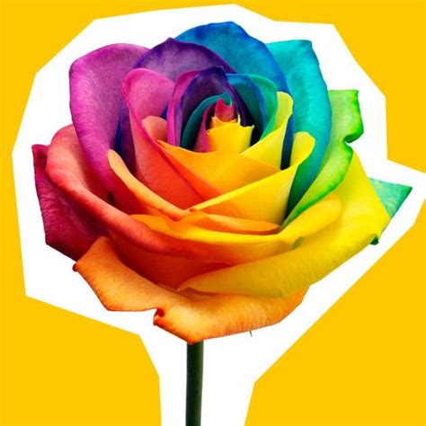 Guide to Rainbow Roses | Flying Flowers