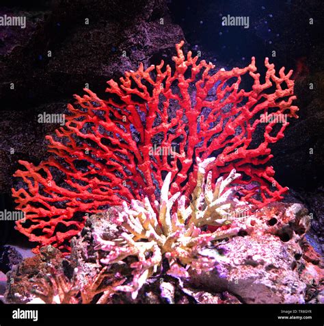 Flower sea living red coral reef growing on the rocks marine life underwater ocean Stock Photo ...