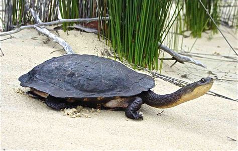 Eastern long necked turtle - Alchetron, the free social encyclopedia