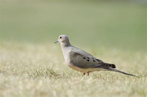 Nesting Habits of Doves | Sciencing