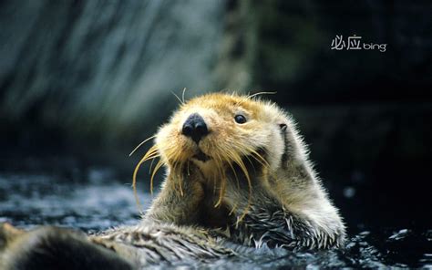 Cute Otter Wallpapers - Top Free Cute Otter Backgrounds - WallpaperAccess