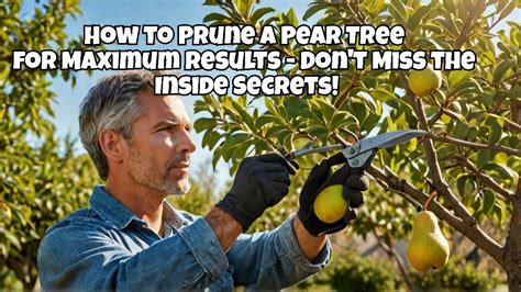 Pruning Pear Trees Diagram