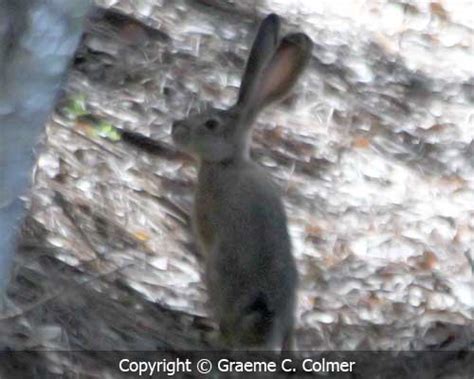 Black-tailed jackrabbit (Lepus californicus)