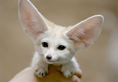 fennec, Fox, Animals Wallpapers HD / Desktop and Mobile Backgrounds