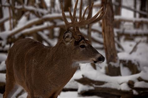 White Tail Deer Buck Male Antlers | Wildlife| Free Nature Pictures by ForestWander Nature ...